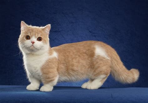 ≡ Small Cat Breeds: TOP-15 Smallest Cat Breeds You Can Own