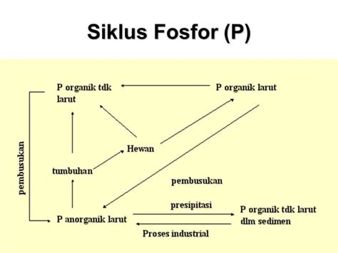 Penjelasan Siklus Fosfor Singkat: Pengertian, Manfaat, dan Tahapannya