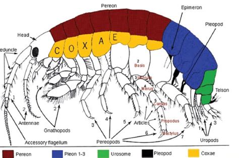 General morphology of amphipod (after Barnard and Karaman, 1991 ...