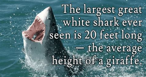 15 Interesting Great White Shark Facts That Will Blow Your Mind