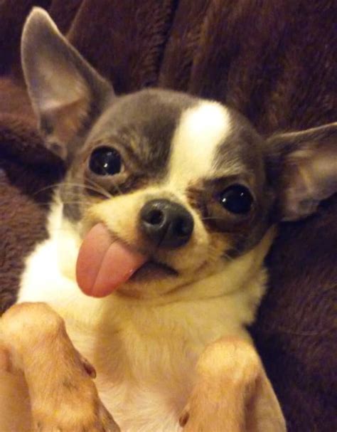 Why Does My Dog's Tongue Stick Out? - I Love My Chi