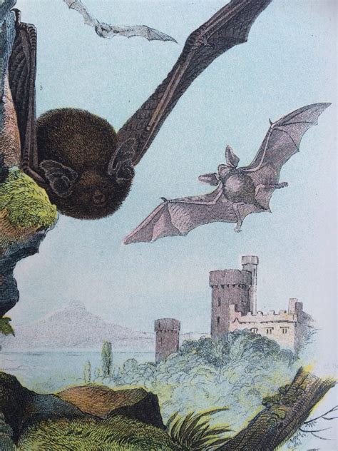 1896 Pipistrelle Bat Original Antique Matted Chromolithograph - Mammal ...