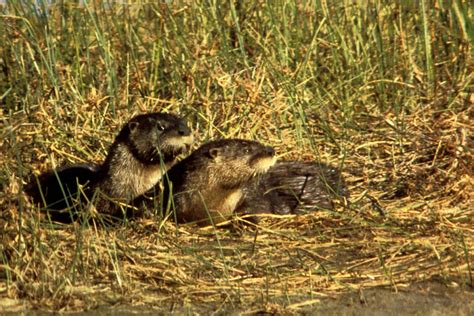 Free picture: river, otters, grass, waater