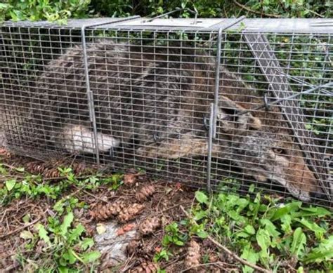 Different Ways to Trap Coyote – Humane Wildlife Removal