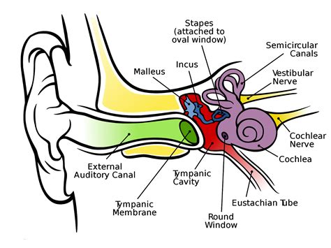 Ear Canal Function Diagram - Health Images Reference