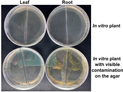 Figure 2 from Confirmation of axenic seedlings | Semantic Scholar