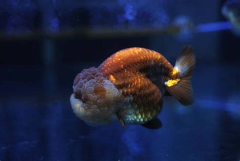 Ranchu Goldfish: Care Guide (with Tank Setup, Mates & Diet)