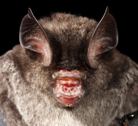 Interesting Facts - Bumblebee Bat