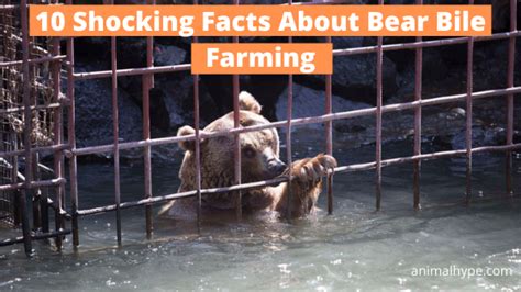 10 Shocking Facts About Bear Bile Farming - Animal Hype