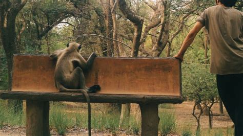 Monkeying Around the Kanpur Zoo - MÜV