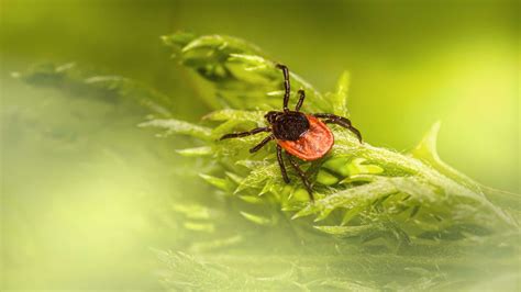 Tick-borne Diseases–What They Are and How You Get Them