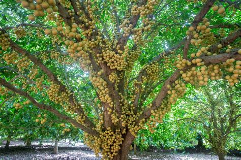 Polynesian Produce Stand : ~BURMESE GRAPE~ Baccuarea ramiflora MAFAI ...