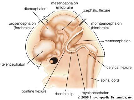 Forebrain | Definition, Function, Structures, Diagram, & Facts | Britannica