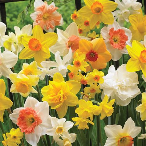 Van Zyverden Narcissus Plant Bulbs (15 Count) - Walmart.com