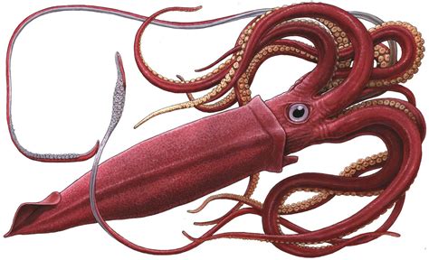 Colossal squid : Everything you need to know