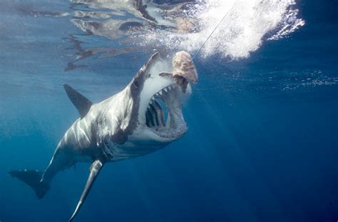 Shark attacks Australia due to change in water temperatures - SharkNewz