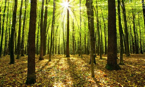 Sunny Forest Wallpapers - Top Free Sunny Forest Backgrounds ...