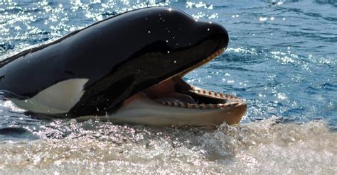 Whale Teeth: All About Sperm Whale Teeth, Baleen, and More! - A-Z Animals