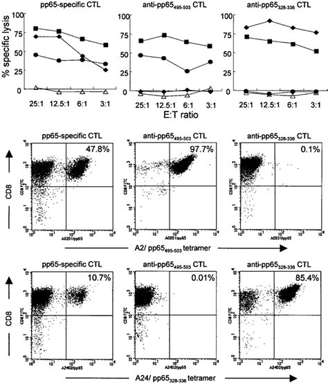 Specificity of CTL lines generated by stimulation with either ...