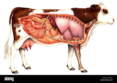 Bison Muscle Anatomy