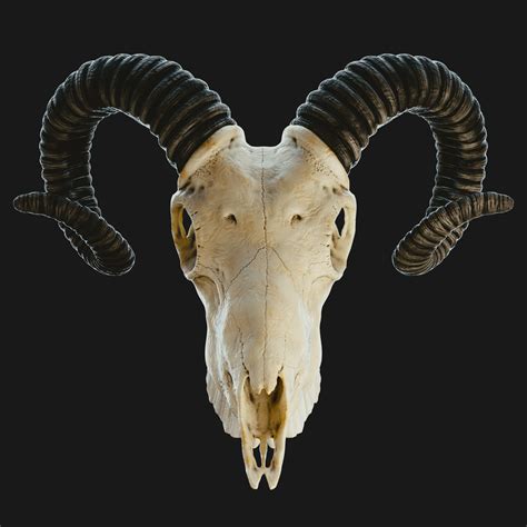 Goat Skull Drawing Reference - Skull Shaman Viking Horned Costume Mask ...