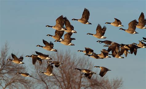 Canada Goose Migration Photograph by Mircea Costina Photography