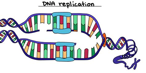 DNA Replication — Steps & Diagram - Expii