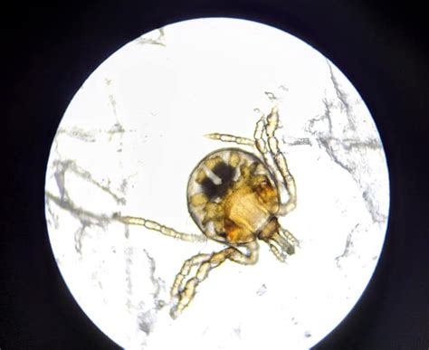 Chiggers – Guardian Animal Medical Center