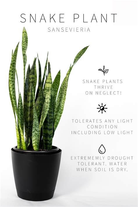 Jeff's Digital Spot — Master List of Low Light Indoor Plants