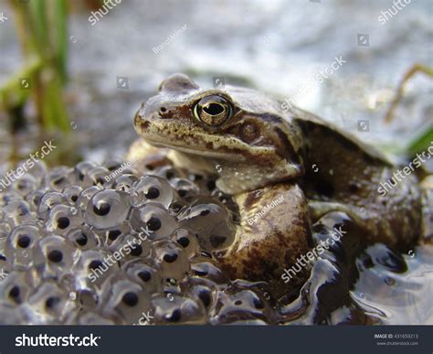 6,593 Frog Eggs Images, Stock Photos & Vectors | Shutterstock