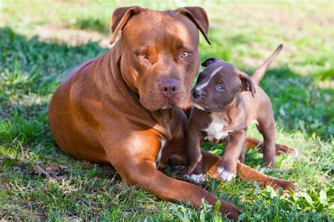 American Pit Bull Puppies: Care, Feeding, Education Pets Feed