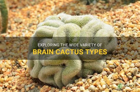 Exploring The Wide Variety Of Brain Cactus Types | ShunCy