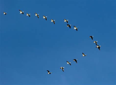 Migration - Bird Species, Patterns, & Adaptations | Britannica