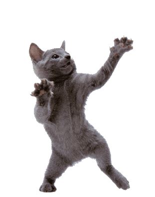 ombBhQm.gif 311×397 pixels | Dancing cat, Cats, Cat memes