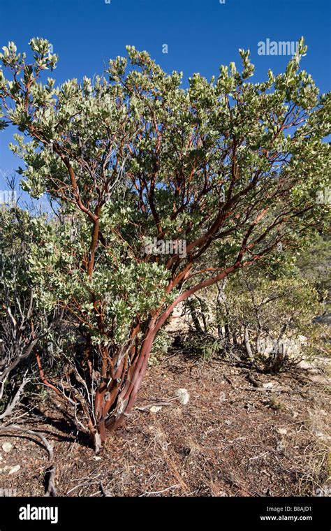 Manzanita Tree Stock Photos & Manzanita Tree Stock Images - Alamy