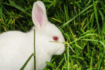 Why Do White Rabbits Have Red Eyes? (Albinism) — Rabbit Care Tips