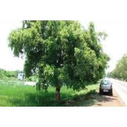 Karanj Tree at Rs 500/piece | Dhankawadi | Raigad | ID: 4863275548