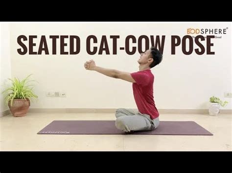 43 Cat And Cow Pose Sitting Gif – Pet My Favourite