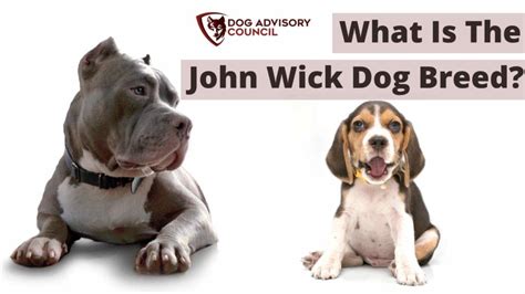 What Is The John Wick Dog Breed? (1, 2, 3, And Their Names)