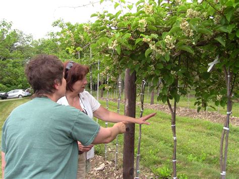 Understanding Hardy Kiwi Production — Penn State College of ...