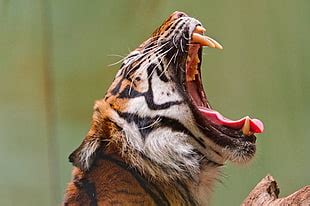 Photo of Bengal tiger roaring HD wallpaper | Wallpaper Flare