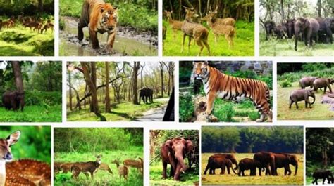 5 Wildlife Sanctuaries In India