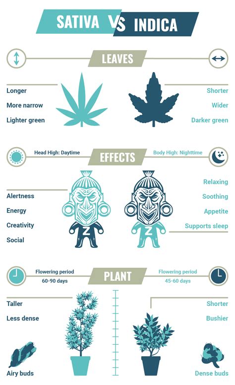 Sativa vs. Indica: Effects - Zamnesia