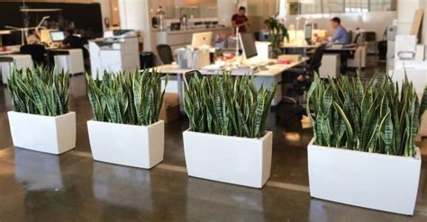 Office Decoration with Plants | Give your Place an Environment Friendly