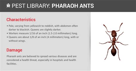 Pharaoh Ant Control & Identification | Copesan Pest Library