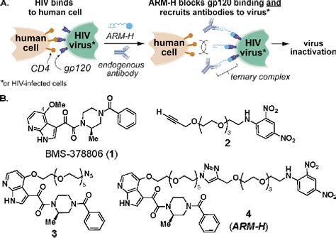 Figure 2 from An antibody-recruiting small molecule that targets HIV ...