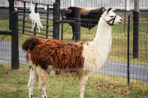 Llama on a farm in central Kentucky | Animal photo, Wildlife, Animals