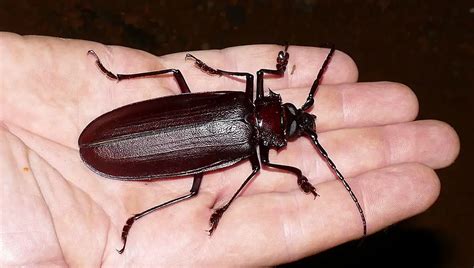 Titan Beetle | The Animal Facts | Appearance, Diet, Habitat, Behavior