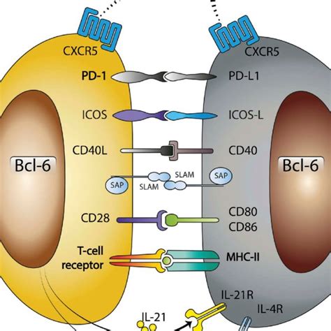 Schematic view of Tfr cells controlling the actions of Tfh and B cells ...