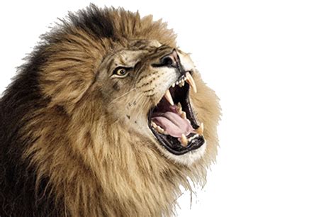 Lioness Roar Photo Transparent HQ PNG Download | FreePNGimg